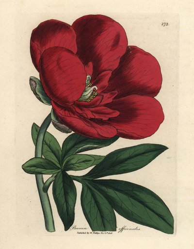 Bíbor bazsarózsa, Paeonia officinalis alkotó: James Sowerby