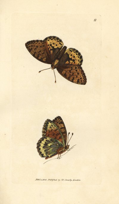 Sötétzöld fritillary, Argynnis aglaia (Charlotte pillangó, Papilio charlotta). James Sowerby kézi színű rézmetszete a The British Miscellany-ból, vagy új, ritka vagy kevéssé ismert állattémák színes figurái. alkotó: James Sowerby
