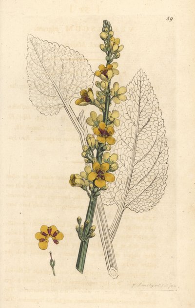 Sötét ökörfarkkóró, Verbasum nigrum (fekete mole) Kézi színű rézmetszet James Sowerby illusztrációja alapján, James Smith English Botany, London című művéből alkotó: James Sowerby