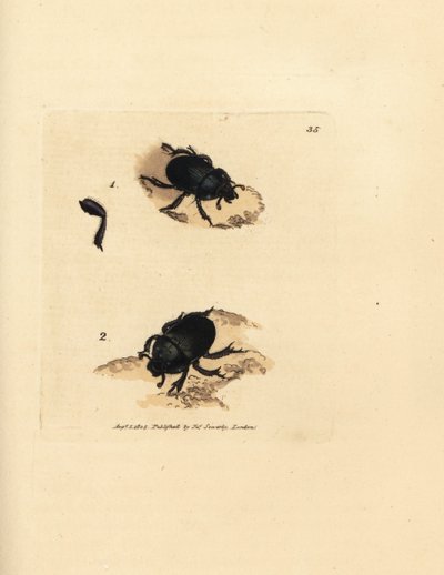 Dor bogár vagy földfúró trágyabogár, Geotrupes puncticollis (Scarabaeus spiniger). James Sowerby kézi színű rézmetszete a The British Miscellany-ból, vagy új, ritka vagy kevéssé ismert állattémák színes figurái. alkotó: James Sowerby