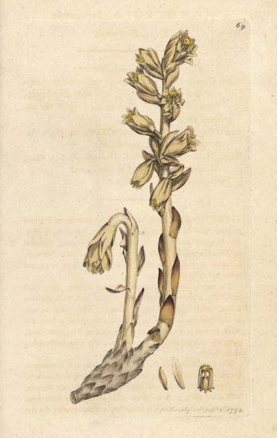 Holland pipa, Monotropa hypopitys (Sárga madárfészek, Monotropa hypopithys) (Aristoloche) Kézi színű rézmetszet James Sowerby illusztrációja után James Smith angol botanikájából, London alkotó: James Sowerby