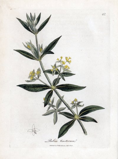 Dyer őrült, Rubia tinctorum. Kézzel színezett rézmetszet James Sowerby botanikai illusztrációjáról William Woodville-ből és Sir William Jackson Hooker "" Medical Botany" című művéből, John Bohn, London alkotó: James Sowerby