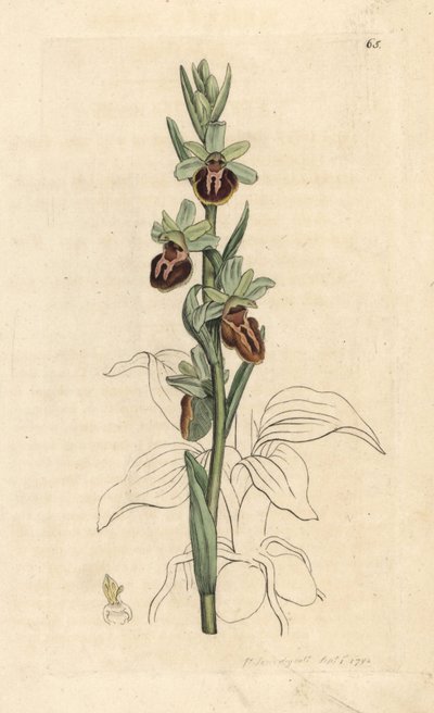 Korai pók orchidea, Ophrys sphegodes (Spider orchis, Ophrys aranifera). Kézzel színezett rézmetszet James Sowerby illusztrációja nyomán James Smith angol botanikájából, London alkotó: James Sowerby