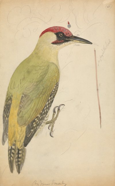 Európai zöld harkály alkotó: James Sowerby