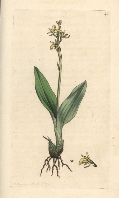 Láporchidea, Liparis loeselii (Dwarf ophrys, Ophrys loeselii). Kézzel színezett rézmetszet James Sowerby illusztrációja nyomán James Smith angol botanikájából, London alkotó: James Sowerby