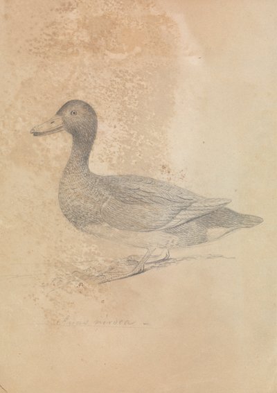Ferruginous Duck alkotó: James Sowerby