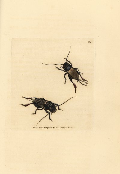 Mezei tücsök, Gryllus campestris (Accheta campestris). James Sowerby kézi színű rézmetszete a The British Miscellany-ból, vagy új, ritka vagy kevéssé ismert állattémák színes figurái. alkotó: James Sowerby
