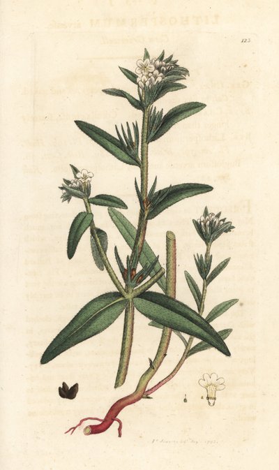 Field gromwell, Buglossoides arvensis (Lithospermum arvense) (Gremil des champs) Kézi színű rézmetszet James Sowerby illusztrációja után James Smith angol botanikájából, London alkotó: James Sowerby