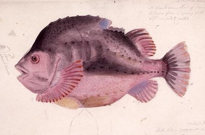Hal (akvarell, papír) alkotó: James Sowerby