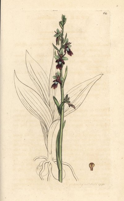 Fly orchidea, Ophrys insectifera (Fly orchis, Ophrys muscifera). Kézzel színezett rézmetszet James Sowerby illusztrációja nyomán James Smith angol botanikájából, London alkotó: James Sowerby