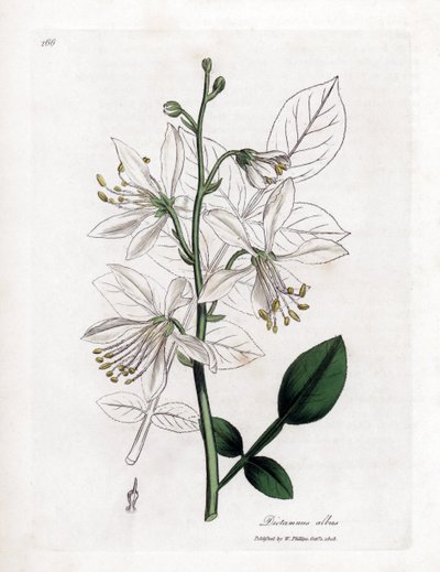 Fraxinelle - Fehér fraxinella vagy basard dittany, Dictamnus albus. Kézzel színezett rézmetszet James Sowerby botanikai illusztrációjából (William Woodville) és Sir William Jackson Hooker "" Medical Botany" című művéből, John Bohn, London alkotó: James Sowerby