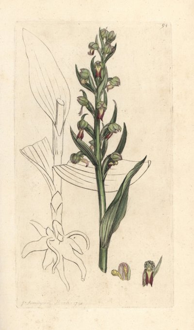 Béka orchidea, Dactylorhiza viridis (Béka satyrion vagy orchis, Satyrium viride). Kézzel színezett rézmetszet James Sowerby illusztrációja nyomán James Smith angol botanikájából, London alkotó: James Sowerby