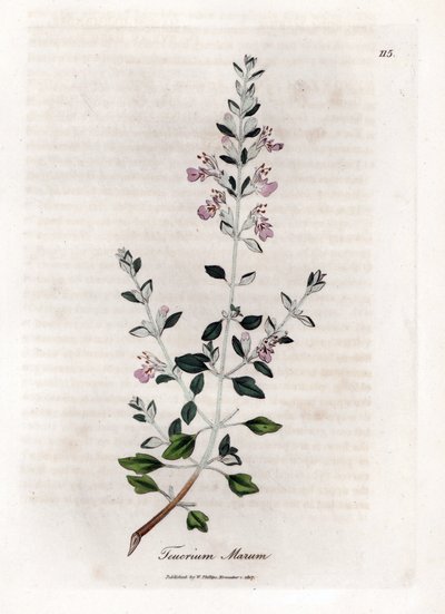 Germandree marum vagy macska germandree - Macskakakukkfű, Teucrium marum. Kézzel színezett rézmetszet James Sowerby botanikai illusztrációjából (William Woodville) és Sir William Jackson Hooker "" Medical Botany" című művéből, John Bohn, London alkotó: James Sowerby