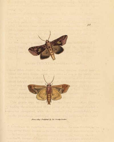 Arany szivacsmoly, Autographa bractea (Phalaena Noctua bractea). James Sowerby kézi színű rézmetszete a The British Miscellany-ból, vagy új, ritka vagy kevéssé ismert állattémák színes figurái. alkotó: James Sowerby