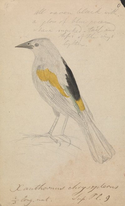 Aranyszárnyú Cacique alkotó: James Sowerby