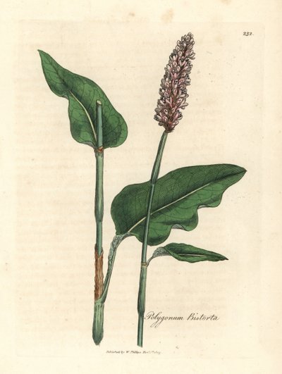 Nagybika, Polygonum bistorta alkotó: James Sowerby