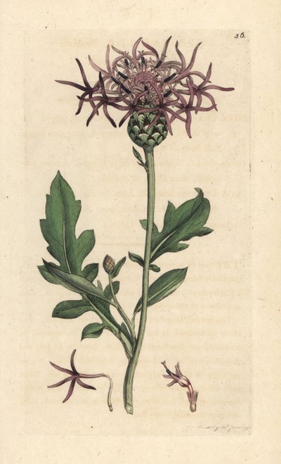 Csillagfű, Centaurea scabiosa (Centauree scabieuse) Kézi színű rézmetszet James Sowerby illusztrációja nyomán James Smith angol botanikájából, London alkotó: James Sowerby