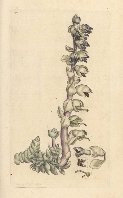Nagy fogfű, Lathraea squamaria (Grande Cardamine) Kézi színű rézmetszet James Sowerby illusztrációja nyomán James Smith angol botanikájából, London alkotó: James Sowerby