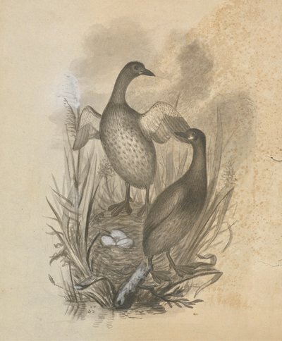 Grebes alkotó: James Sowerby