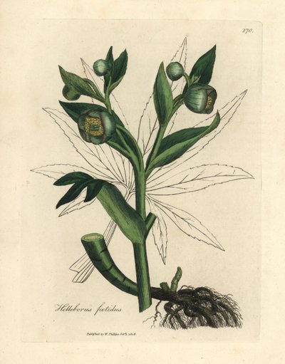 Zöld virágú fetid hunyor vagy medvetalp, Helleborus foetidus alkotó: James Sowerby