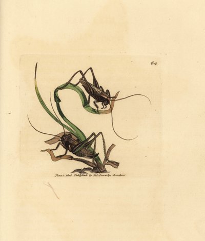 Szürke bokor tücsök, Platycleis grisea (Gray locust, Locust grisea). James Sowerby kézi színű rézmetszete a The British Miscellany-ból, vagy új, ritka vagy kevéssé ismert állattémák színes figurái. alkotó: James Sowerby