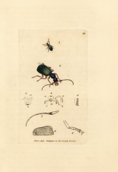 Talajbogár, Drypta dentata (aranyszájú carabus, Carabus chrysostomos). James Sowerby kézi színű rézmetszete a The British Miscellany-ból, vagy új, ritka vagy kevéssé ismert állattémák színes figurái. alkotó: James Sowerby