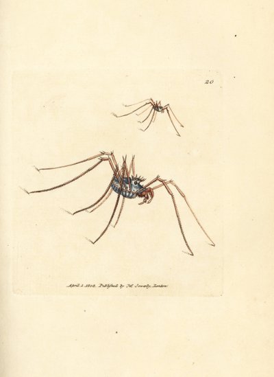 Harvestman pók, Megabunus diadema. James Sowerby kézi színű rézmetszete a The British Miscellany-ból, vagy új, ritka vagy kevéssé ismert állattémák színes figurái. alkotó: James Sowerby