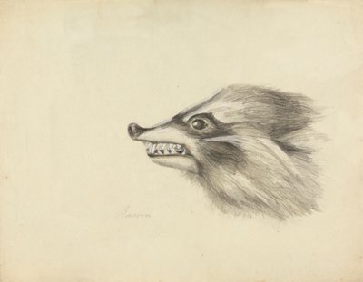 Mosómedve feje alkotó: James Sowerby