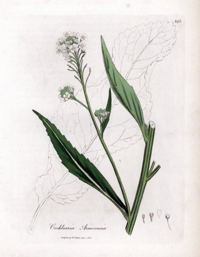 Torma vagy torma - Torma, Armoracia rusticana. Kézzel színezett rézmetszet James Sowerby botanikai illusztrációjáról William Woodville-ből és Sir William Jackson Hooker "" Medical Botany" című művéből, John Bohn, London alkotó: James Sowerby
