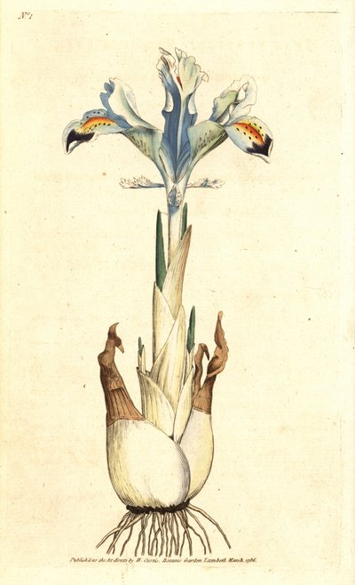 Iris (perzsa rózsa) - perzsa írisz, Iris persica. Kézzel színezett rézmetszet James Sowerby botanikai illusztrációja nyomán William Curtis The Botanical Magazine-jából, Lambeth Marsh, London alkotó: James Sowerby