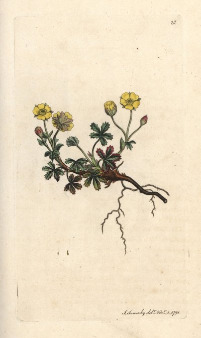 Nagyvirágú potentilla, Potentilla grandiflora (Spring cinquefoil, Potentilla verna) (cinquefoil) Kézi színű rézmetszet James Sowerby illusztrációja után James Smith English Botany című művéből, London alkotó: James Sowerby