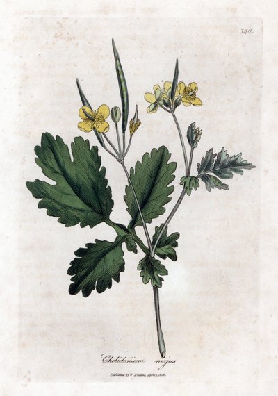 Nagy chelidoine vagy nagy világos - Nagy celandine, Chelidonium majus. Kézzel színezett rézmetszet James Sowerby botanikai illusztrációjából (William Woodville) és Sir William Jackson Hooker "" Medical Botany" című művéből, John Bohn, London alkotó: James Sowerby