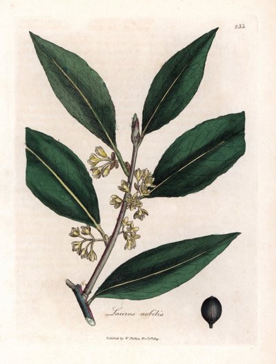 Laurier szósz. Kézzel színezett rézmetszet James Sowerby (1757-1822) rajzából, Botanique Medicinale alkotó: James Sowerby