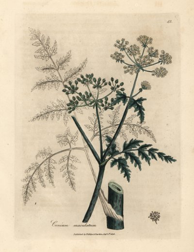 Bürök, Conium maculatum levelei és virágai alkotó: James Sowerby