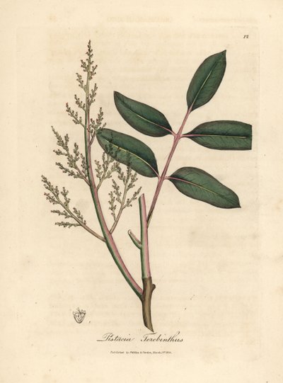 A csianfa vagy a ciprusi terpentinfa, Pistacia terebinthus levelei és virágai alkotó: James Sowerby