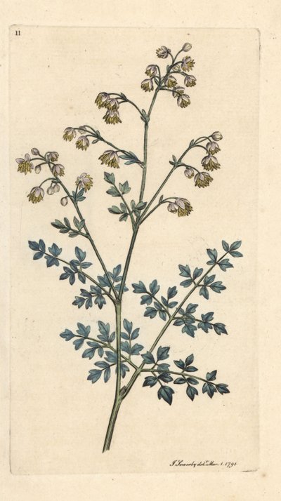 Kisréti utca, Thalictrum mínusz. Kézzel színezett rézmetszet James Sowerby illusztrációja nyomán James Smith angol botanikájából, London alkotó: James Sowerby
