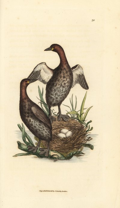 Kis vöcsök, Tachybaptus ruficollis (Kis fekete állú vöcsök, Colymbus hebridicus?). Párosítsd a fészekben három tojással. James Sowerby kézi színű rézmetszete a The British Miscellany-ból, vagy új, ritka vagy kevéssé ismert állat színes figurái alkotó: James Sowerby