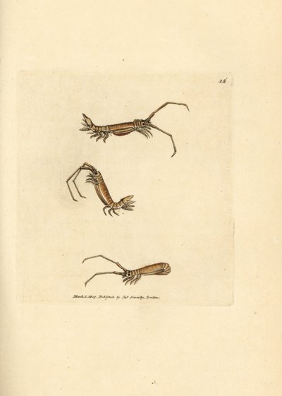 Hosszúszarvú egylábú, Astacilla longicornis (Oniscus longicornis). James Sowerby kézi színű rézmetszete a The British Miscellany-ból, vagy új, ritka vagy kevéssé ismert állattémák színes figurái. alkotó: James Sowerby