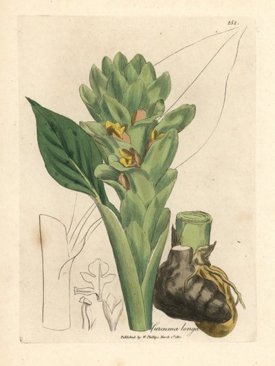 Hosszú gyökerű kurkuma, Curcuma longa alkotó: James Sowerby