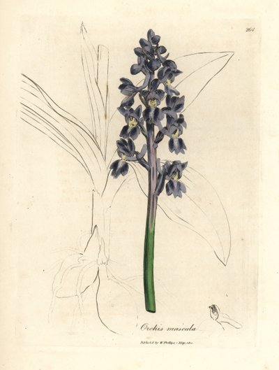 Hím orchideák, hím orchideák alkotó: James Sowerby