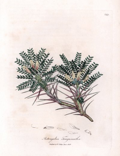 Marseille Astragalus vagy anyapárna - Kecsketövis tejbükköny, Astragalus tragacantha. Kézzel színezett rézmetszet James Sowerby botanikai illusztrációjából William Woodville-ből és Sir William Jackson Hooker "" Medical Botany" című művéből, John alkotó: James Sowerby
