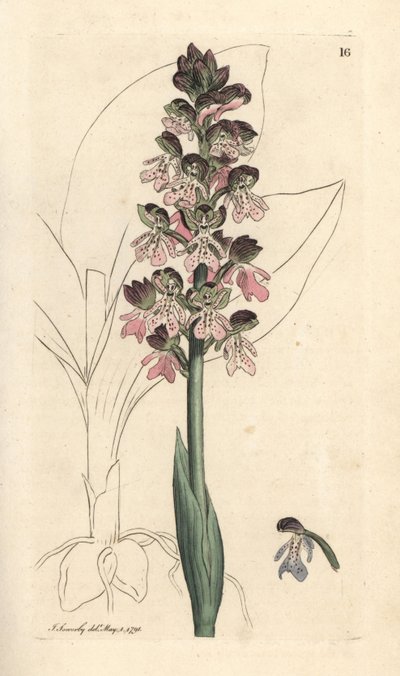 Katonai orchis, Orchis militaris (Orchis warrior) Kézi színű rézmetszet James Sowerby illusztrációja után James Smith angol botanikájából, London alkotó: James Sowerby
