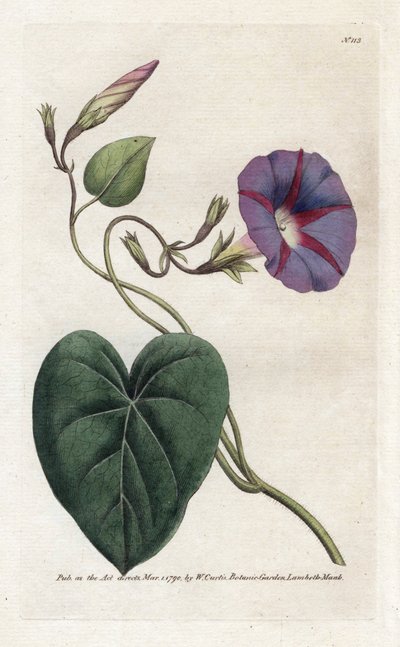 Morning Glory vagy Ipomee – James Sowerby (1757-1822) litográfiája, William Curtis Botanical Magazine-jából (1746-1799) alkotó: James Sowerby