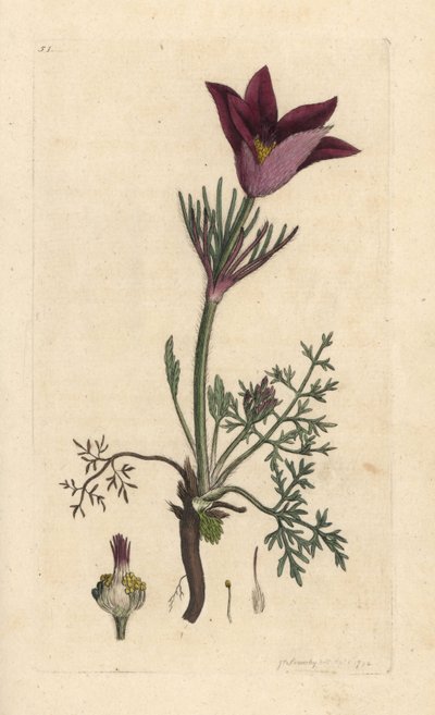 Pasqueflower, Anemone pulsatilla (pulsatille) Kézi színű rézmetszet James Sowerby illusztrációja után, James Smith angol botanikája, London alkotó: James Sowerby