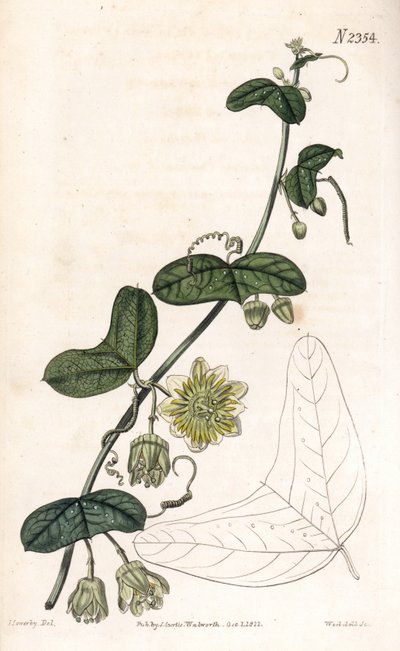 Golgotavirág fajta - Passiflora biflora (félholdlevelű golgotavirág, Passiflora lunata). Weddell kézzel színezett rézmetszet James Sowerby illusztrációja nyomán Samuel Curtis „” Botanical Magazine” című londoni magazinjából alkotó: James Sowerby