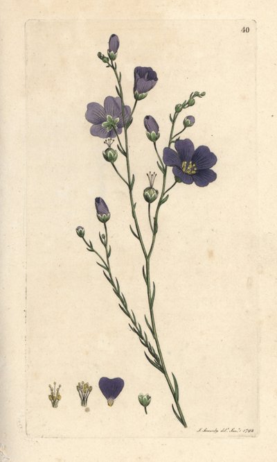 Évelő len, Linum perenne (vászon perace) Kézi színű rézmetszet James Sowerby illusztrációja nyomán James Smith angol botanikájából, London alkotó: James Sowerby