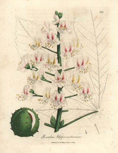 A vadgesztenyefa, Aesculus hippocastanum rózsaszín virága és termése alkotó: James Sowerby