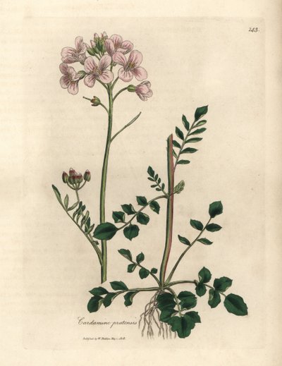 Rózsaszín virágú női smock vagy kakukkvirág, Cardamine pratensis alkotó: James Sowerby