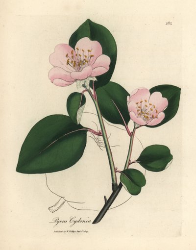 Rózsaszín virágú birsfa, Pyrus cydonia alkotó: James Sowerby