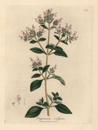 Rózsaszín virágú vadmajoránna, Origanum vulgare alkotó: James Sowerby